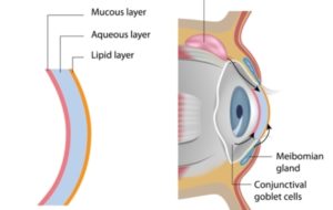 A diagram of how the meibomian glands are positioned relative to the eyeball and the different layers of tear film